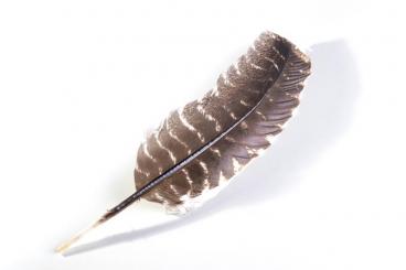 Turkey feather 